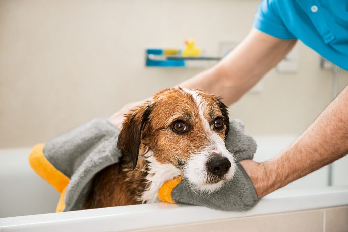 Domowe SPA dla zwierząt, czyli jak dbać o higienę i pielęgnację pupila z Maxi Zoo